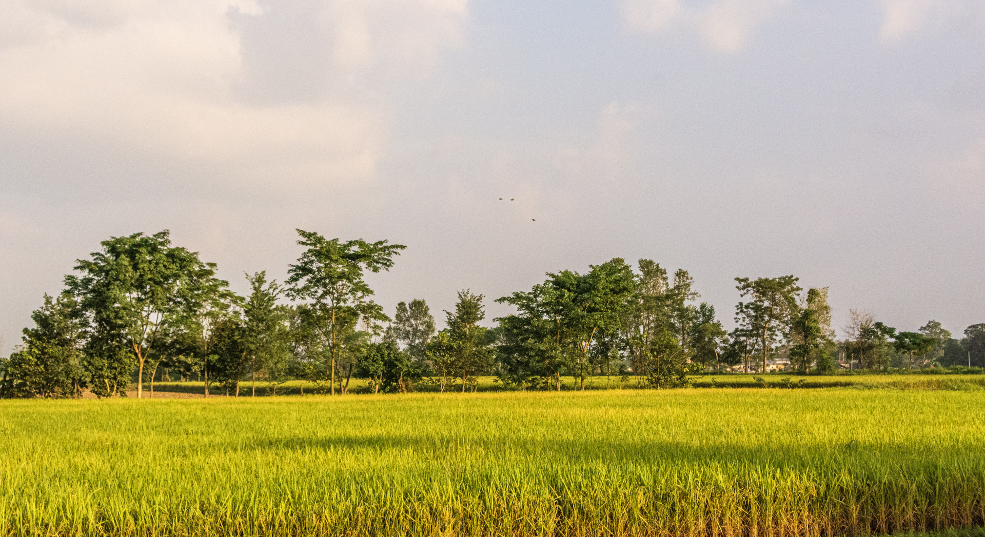 Chitwan Tharu Village Tour